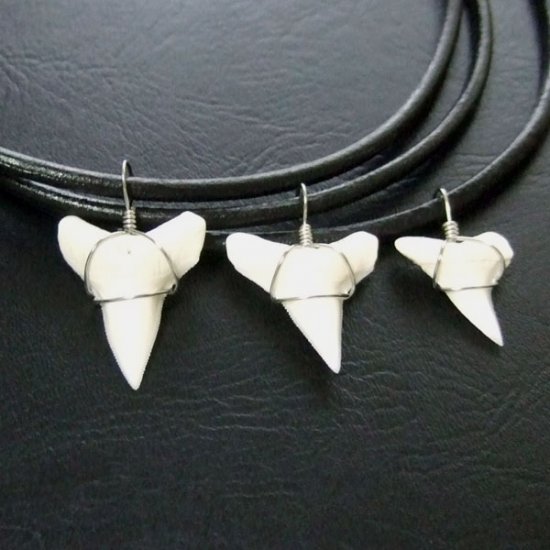 メジロザメの下あご サメの歯チョーカー【中】（2.2cm以上） - 20074zhb