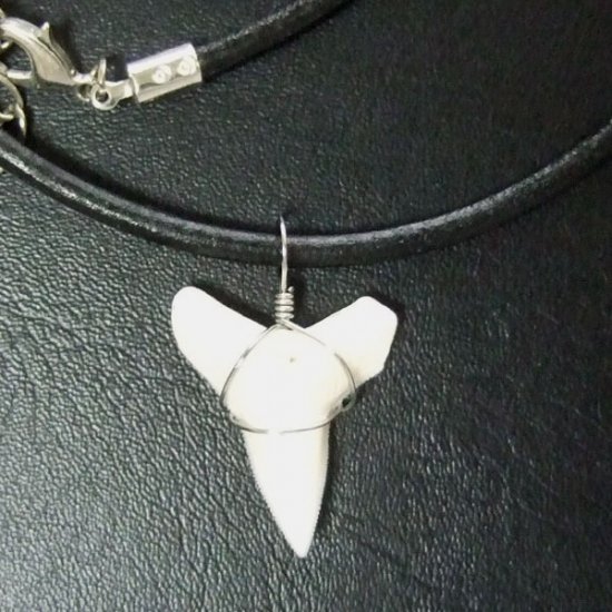 メジロザメの下あご サメの歯チョーカー【中】（2.2cm以上） - 20074zhb