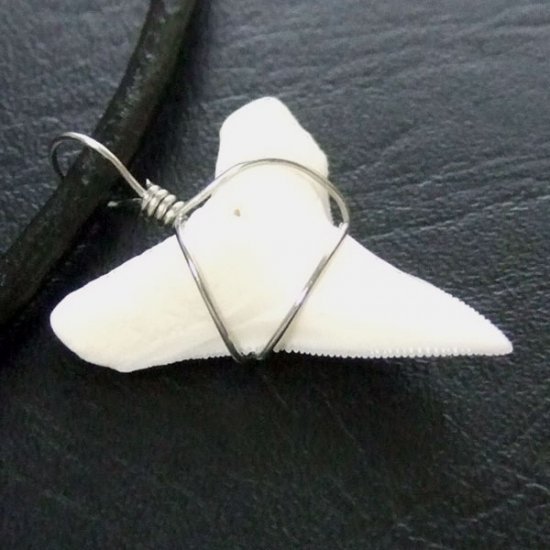 メジロザメの下あご サメの歯チョーカー【中】（2.2cm以上） - 20074zhb