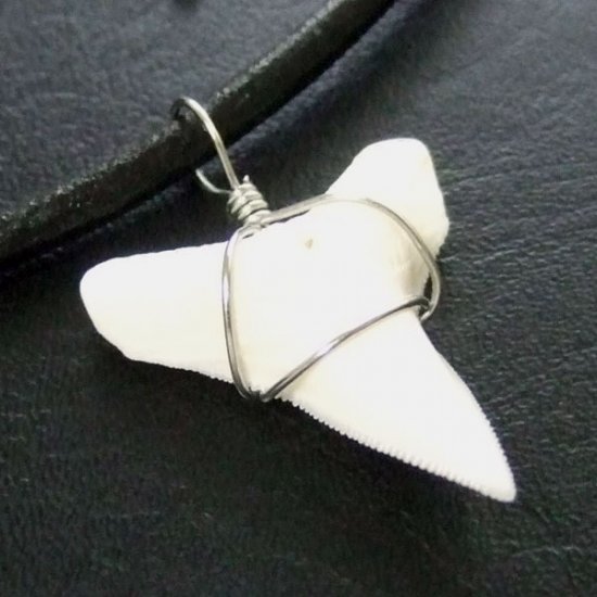 メジロザメの下あご サメの歯チョーカー【中】（2.2cm以上） - 20074zhb