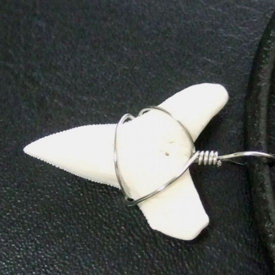 メジロザメの下あご サメの歯チョーカー【中】（2.2cm以上） - 20074zhb