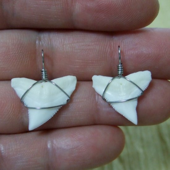 メジロザメの上あご サメの歯チョーカー【中】（2.2cm以上） - 20077zhb