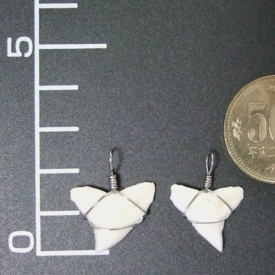 メジロザメの上あご サメの歯チョーカー【中】（2.2cm以上） - 20077zhb