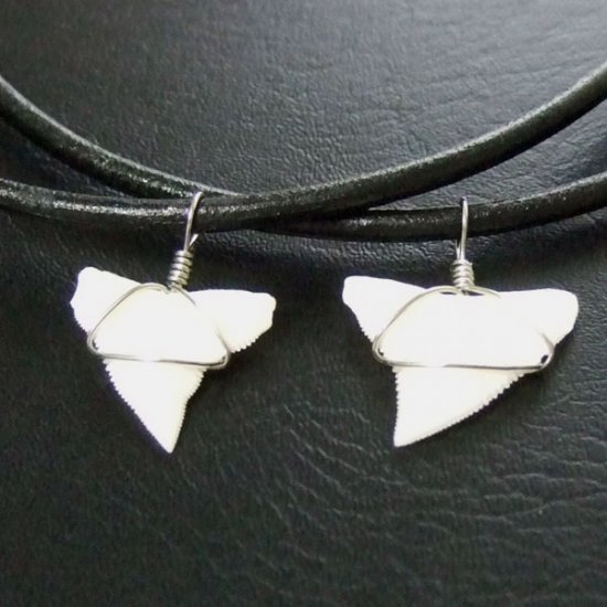 メジロザメの上あご サメの歯チョーカー【中】（2.2cm以上） - 20077zhb