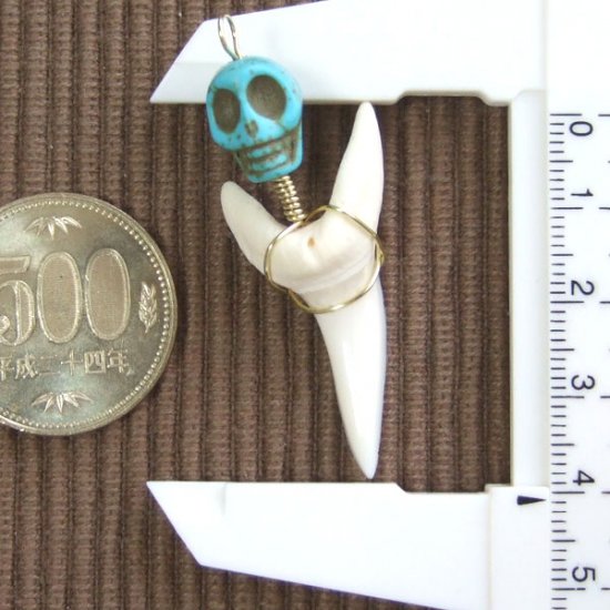 【表示現品】大サイズ アオザメの歯（約4.1cm）ペンダント - 20120zhb