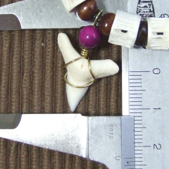 メジロザメ 本物のサメの歯ネックレス - 20125zhc