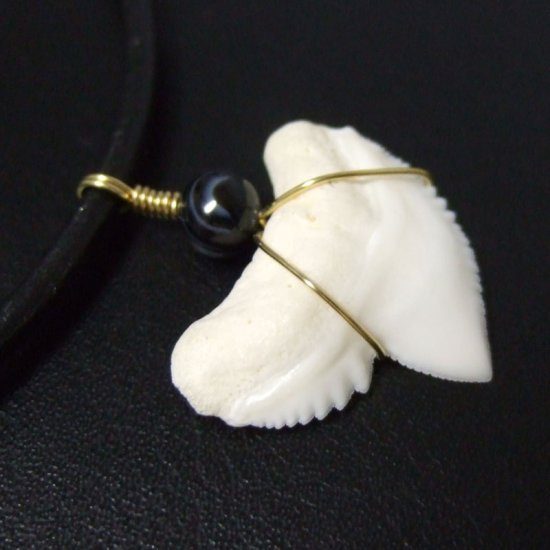 イタチザメ（タイガーシャーク）の歯チョーカー 2.5 cm - 20140zhb