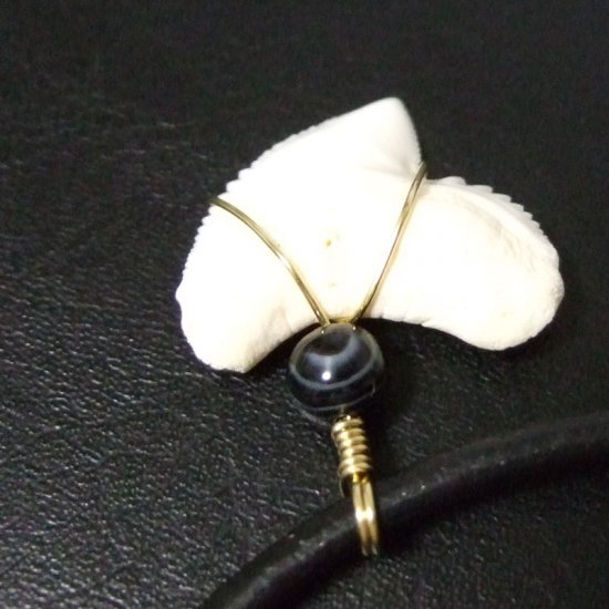 イタチザメ（タイガーシャーク）の歯チョーカー 2.5 cm - 20140zhb