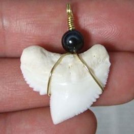 イタチザメ（タイガーシャーク）の歯チョーカー 2.5 cm - 20140zhb