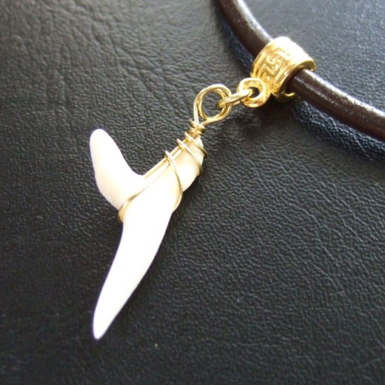 アオザメの歯（約2.4cm） - 20183zhc