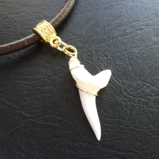 アオザメの歯（約2.4cm） - 20183zhc