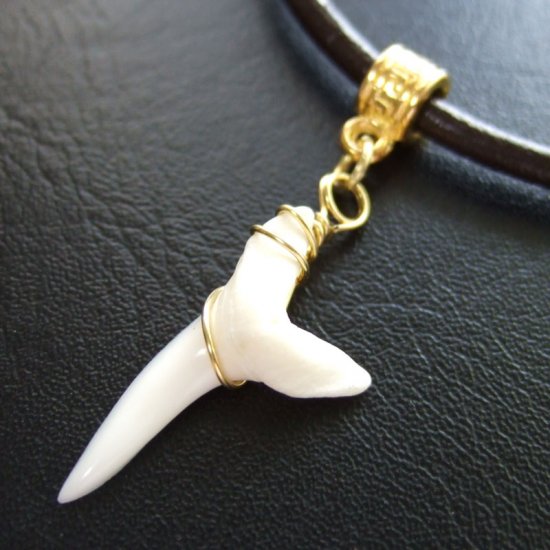 アオザメの歯（約2.4cm） - 20183zhc