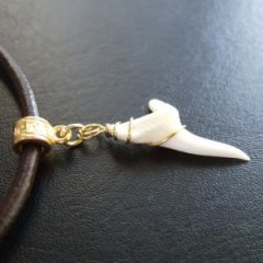 アオザメの歯(約2.4cm) - 20183zhc  アオザメの歯(約2.4cm) - 20183zhc