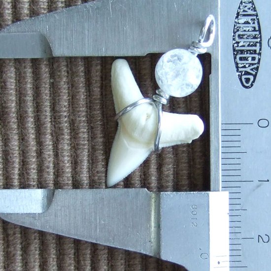 サメの歯ペンダント(メジロザメ下あご中) - 20204zhc