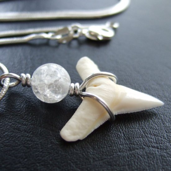 サメの歯ペンダント(メジロザメ下あご中) - 20204zhc