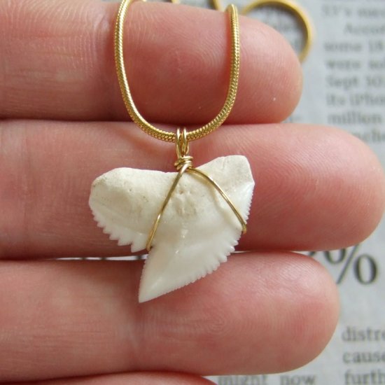 イタチザメの歯（約2.2cm） - 20349zhb