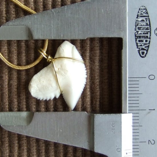 イタチザメの歯（約2.2cm） - 20349zhb