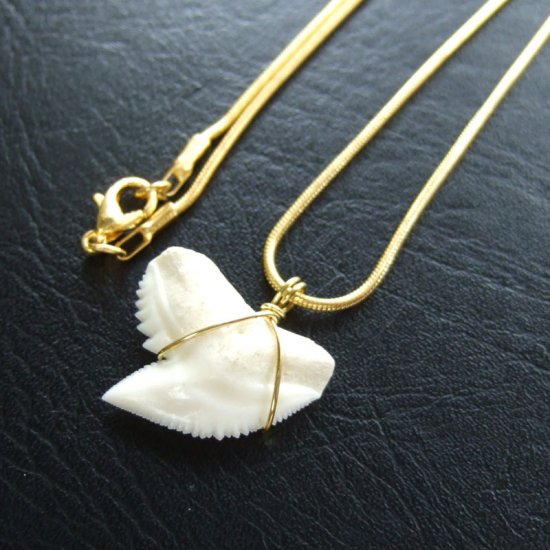 イタチザメの歯（約2.2cm） - 20349zhb