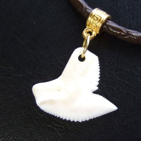 イタチザメ（タイガーシャーク）の歯チョーカー 2.5 cm - 20361zhb