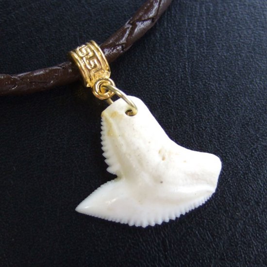 イタチザメ（タイガーシャーク）の歯チョーカー 2.5 cm - 20361zhb