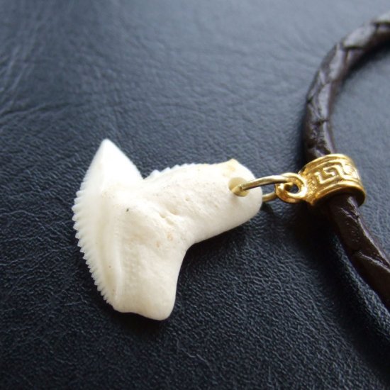 イタチザメ（タイガーシャーク）の歯チョーカー 2.5 cm - 20361zhb
