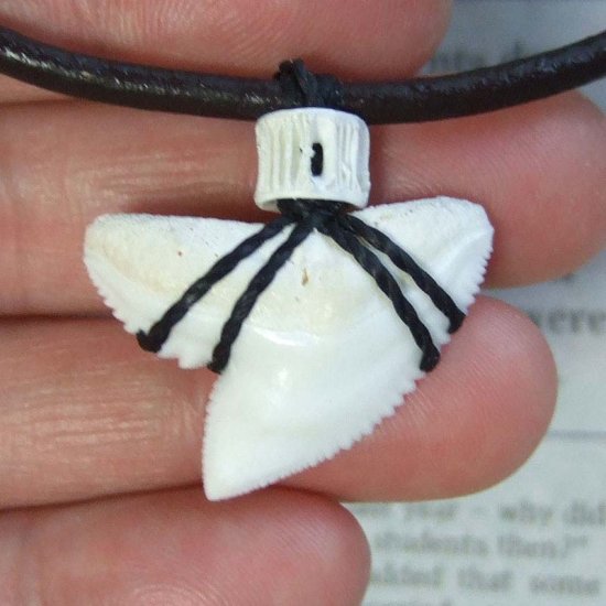 【表示現品】」イタチザメ（タイガーシャーク）の歯チョーカー 2.8 cm - 20372zhb