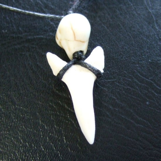 メジロザメの歯 サメの歯ネックレス（約2.3cm） - 20406zhb