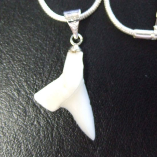 【訳あり現品】アオザメ歯ペンダント1.9cm - 20444zhc
