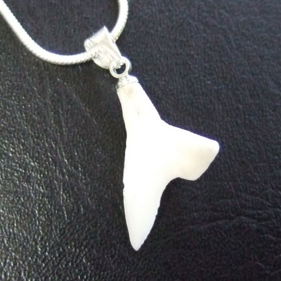 【訳あり現品】アオザメ歯ペンダント1.9cm - 20444zhc