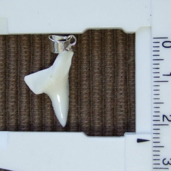 【訳あり現品】アオザメ歯ペンダント1.9cm - 20444zhc
