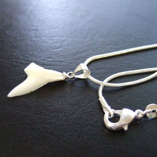 【訳あり現品】アオザメ歯ペンダント1.9cm - 20444zhc