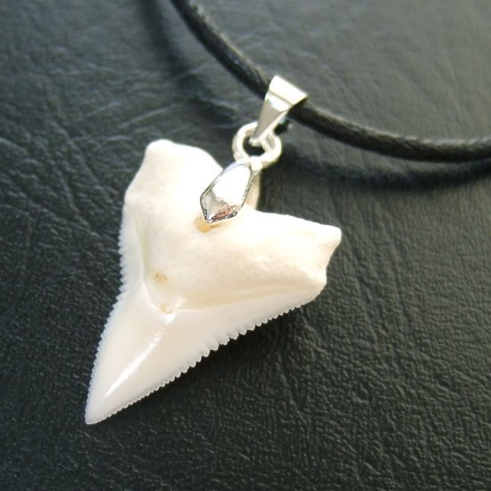 オオメジロザメ上あごの歯ペンダント中（約2.0~2.3cm） - 20457zhc