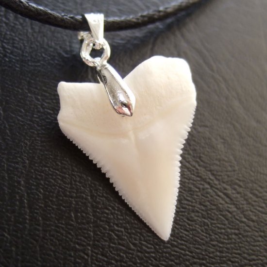 オオメジロザメ上あごの歯ペンダント中（約2.0~2.3cm） - 20457zhc