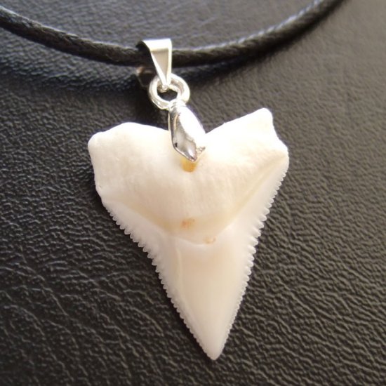 オオメジロザメ上あごの歯ペンダント中（約2.0~2.3cm） - 20457zhc