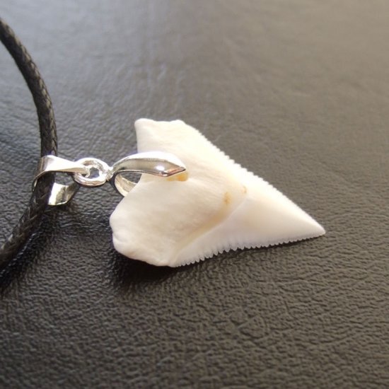 オオメジロザメ上あごの歯ペンダント中（約2.0~2.3cm） - 20457zhc