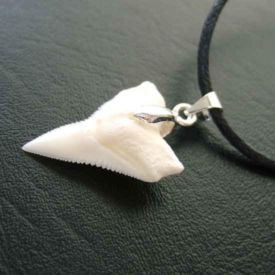 オオメジロザメ上あごの歯ペンダント中（約2.0~2.3cm） - 20457zhc