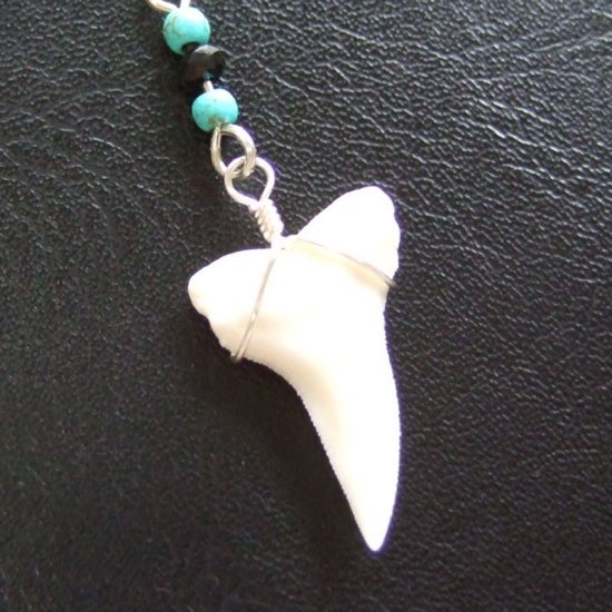 ブルーシャーク（ヨシキリザメ）の歯 チェーンネックレス - 20665zyb