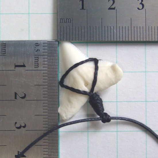 【表示現品】オオメジロザメの歯コードネックレス（上あごの歯・大） - 20706zhb