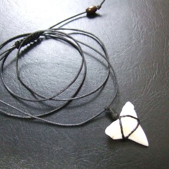 【表示現品】オオメジロザメの歯コードネックレス（上あごの歯・大） - 20706zhb