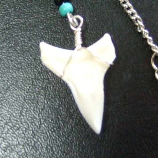 ブル・シャーク（オオメジロザメ）の歯 チェーンネックレス - 20724zhc