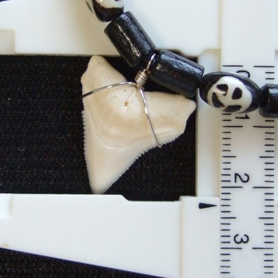 【訳あり現品】オオメジロザメの歯（上あご）ネックレス - 20750zhb