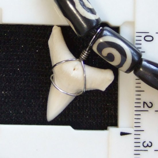 【表示現品】オオメジロザメの歯（下あご）ネックレス - 20753zhb