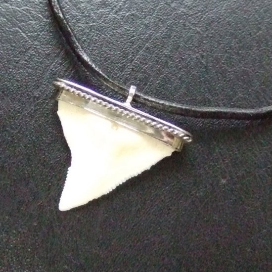 【表示現品】オオメジロザメの歯 メタルキャップチョーカー - 20763zhb