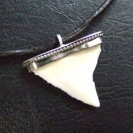 【表示現品】オオメジロザメの歯 メタルキャップチョーカー - 20763zhb