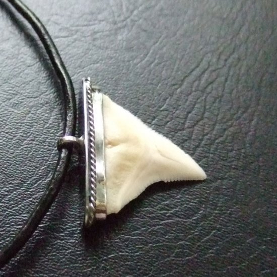 【表示現品】オオメジロザメの歯 メタルキャップチョーカー - 20763zhb