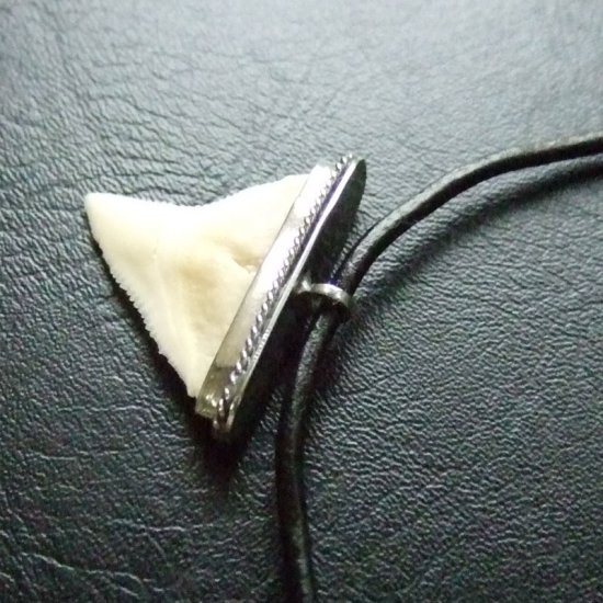 【表示現品】オオメジロザメの歯 メタルキャップチョーカー - 20763zhb