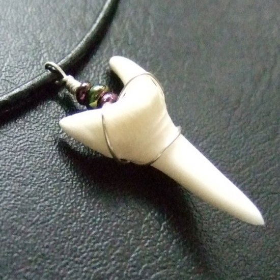 【表示現品】アオザメの歯（約3.1cm）ペンダント - 20764zhb