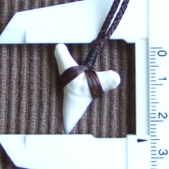 【表示現品】本物のサメの歯（ブル・シャーク）ネックレス - 20773zhb