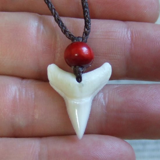 【表示現品】2.5cm 大型オオメジロザメの歯（下あご）ペンダント - 20810zhb