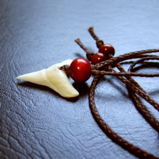 【表示現品】2.5cm 大型オオメジロザメの歯（下あご）ペンダント - 20810zhb